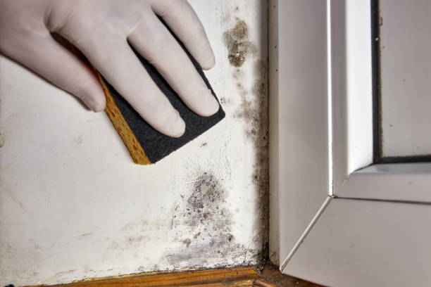 Biohazard Mold Removal in Mclean, TX